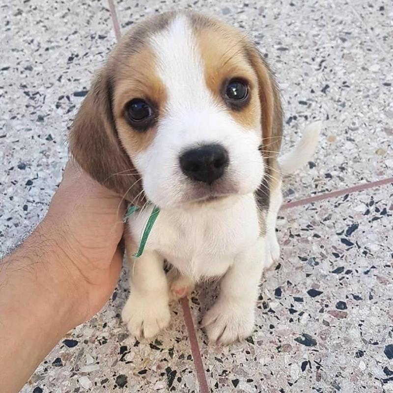 Tri Coloured Beagle Puppies Available Image eClassifieds4u