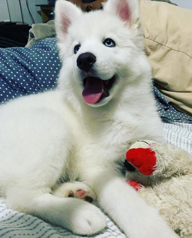 11 weeks Siberian husky old and ready to go to their new home.. Image eClassifieds4u