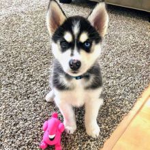 Husky babies that are ready for their new home..