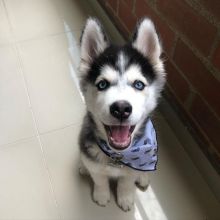 Adorable Siberian husky puppies for adoption..