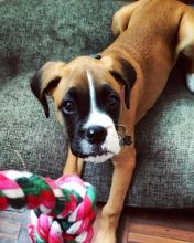 beautiful boxer for free adoption