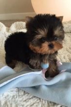 Extremely sweet and playful Male/Female Teacup Yorkies For X-Mass