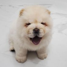 lovely chow chow puppies for adoption