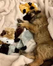 smart and available German shepherd puppies for adoption.