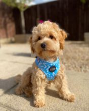 Smart maltipoo puppies for adoption.