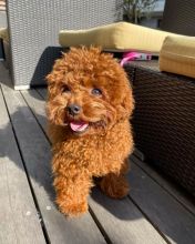 Toy poodle puppies for adoption.