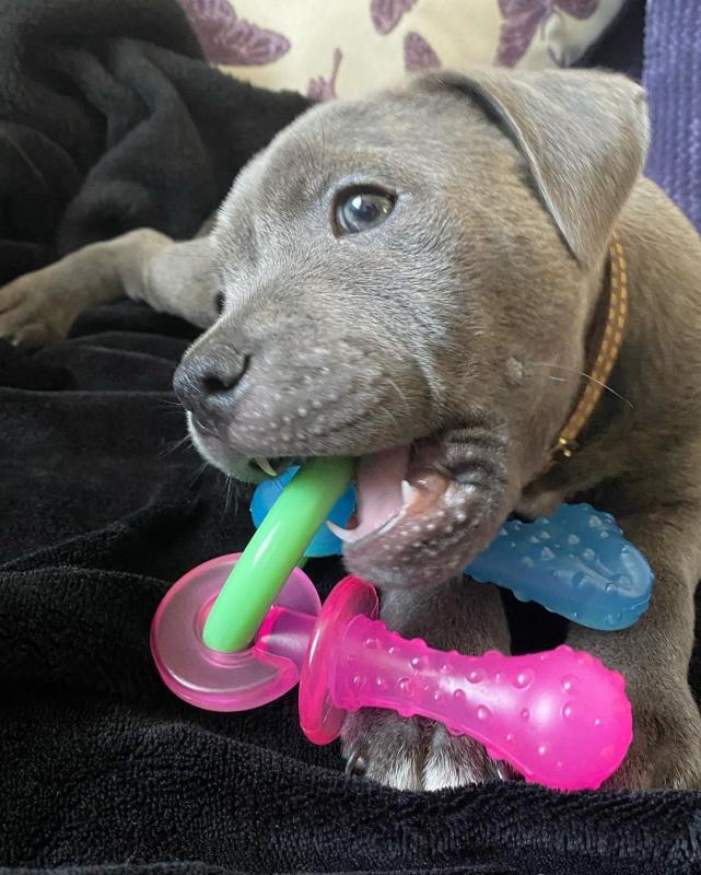 cute and adorable American blue nose pit-bull for adoption Image eClassifieds4u