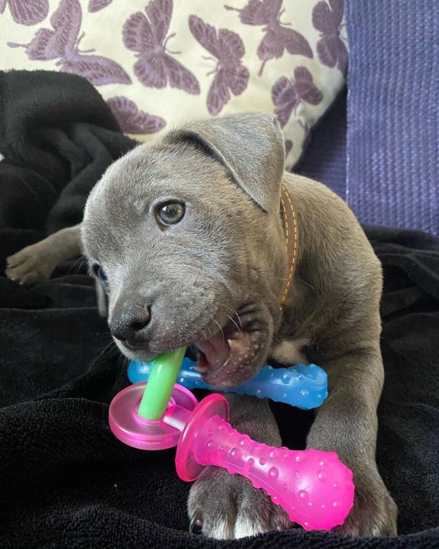 cute and adorable American blue nose pit-bull for adoption Image eClassifieds4u
