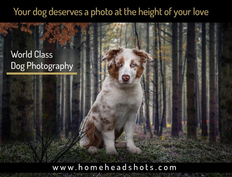 Dog photographer Image eClassifieds4u