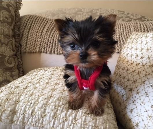 Extremely sweet and playful Male/Female Teacup Yorkies For X-Mass Image eClassifieds4u