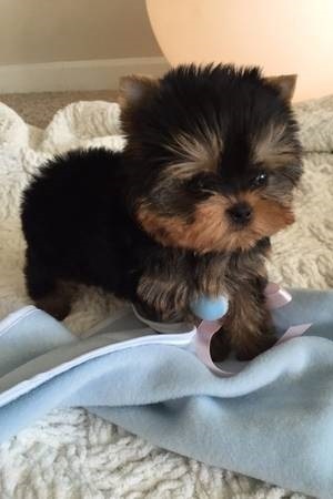 Extremely sweet and playful Male/Female Teacup Yorkies For X-Mass Image eClassifieds4u