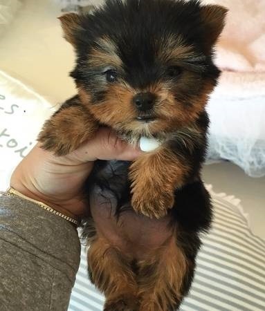 Extremely sweet and playful Male/Female Teacup Yorkies For X-Mass Image eClassifieds4u