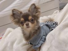 Amazing chihuahua puppies for adoption Image eClassifieds4U