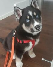 Cute and adorable Siberian husky puppies available for adoption.. Image eClassifieds4U