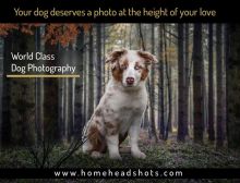 Dog photographer Image eClassifieds4U