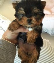 Extremely sweet and playful Male/Female Teacup Yorkies For X-Mass Image eClassifieds4u 2