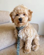 Smart maltipoo puppies for adoption. Image eClassifieds4U