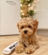 Smart maltipoo puppies for adoption. Image eClassifieds4U