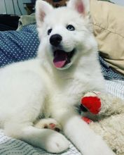Smart Siberian husky puppies for adoption Image eClassifieds4U