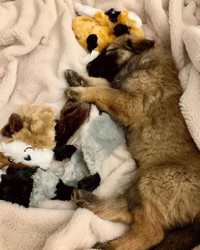 smart and available German shepherd puppies for adoption. Image eClassifieds4u