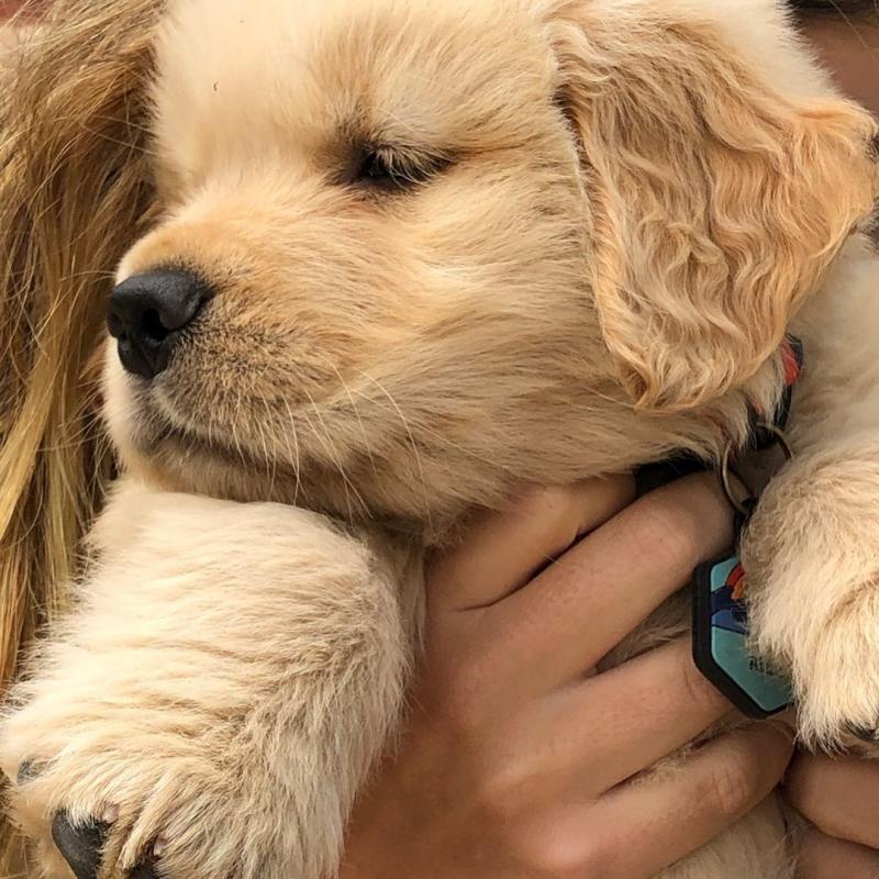 Adorable Male Golden Retriever Puppy Up For Adoption Image eClassifieds4u