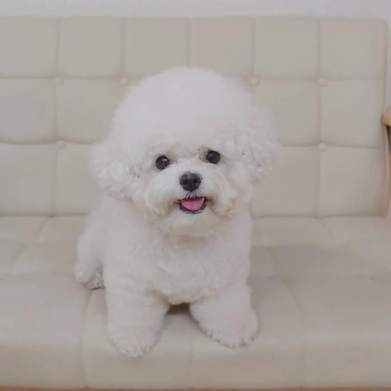 Beautiful bichon frise puppies for adoption Image eClassifieds4u