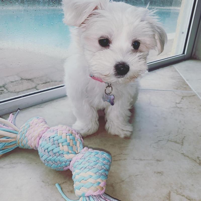 Fabulous Ckc Maltese Puppies Available Image eClassifieds4u