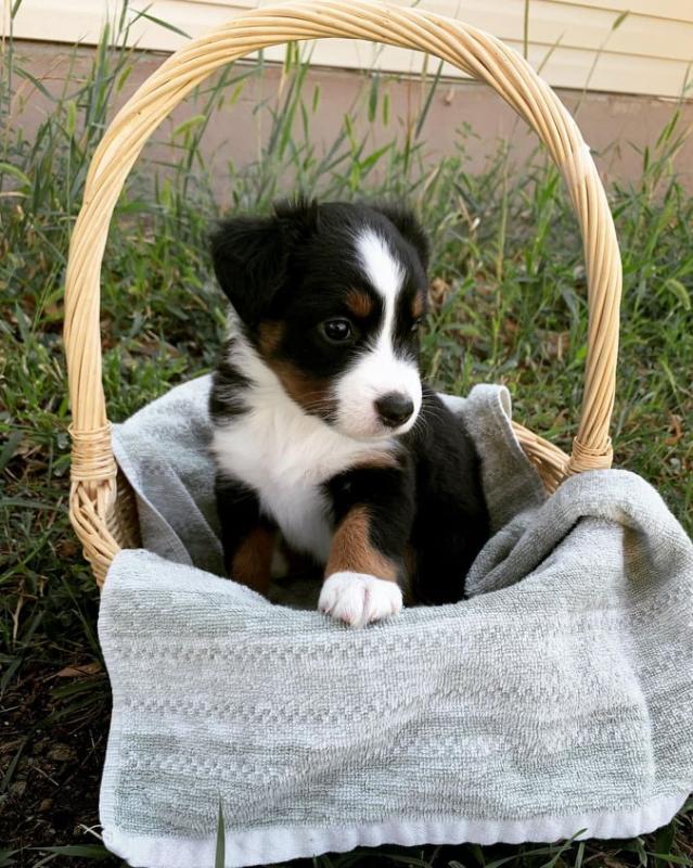 Very healthy Australian Shepherd puppies for adoption Image eClassifieds4u