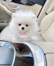 Adorable male and female Pomeranian puppies for adoption