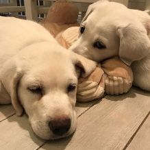 Awesome Labrador Retriever puppies for Adoption 💕Delivery possible🌎