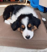 Beautiful Boys And Girls Border collie puppies for adoption