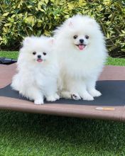 Beautiful Pomeranian puppies available for adoption.