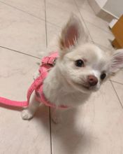 Chihuahua puppies available for re-homing into good homes