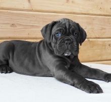 Energetic Cane Corso Puppies for adoption