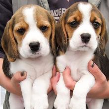 Good to go Beagle puppies ( Vet checked )