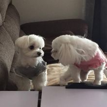 Healthy Male and Female MALTESE Puppies Available For Adoption