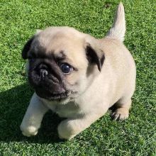 Healthy Male and Female pug Puppies Available For Adoption