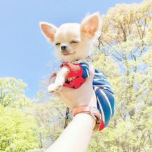 LOVELY CHIHUAHUA PUPPIES NOW READY FOR ADOPTION