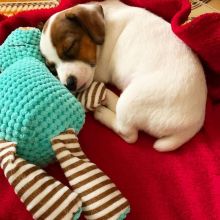 MALE FEMALE JACK RUSSEL PUPPIES FOR ADOPTION