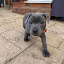 Staffordshire Bull Terrier Puppies