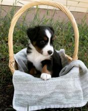 Very healthy Australian Shepherd puppies for adoption