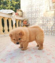 Adorable Chow Chow Puppies Now Ready For Adoption