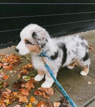 Australian Shepherd Male and Female Puppies For Adoption