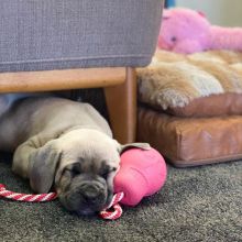 Cane Corso puppies, (boy and girl)