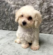 Charistmatic CKC Reg Maltipoo Puppies For Adoption