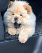 Chow Chow Puppies For Adoption