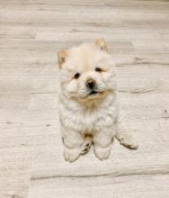 CHOW CHOW PUPPIES FOR FREE ADOPTION