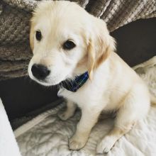 cute male and female golden retriever puppies for adoption