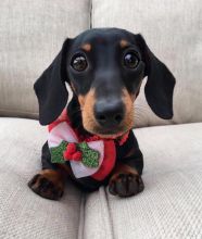 Dachshund Puppies For Adoption