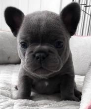 French Bulldog Puppies Ready For Their New Home